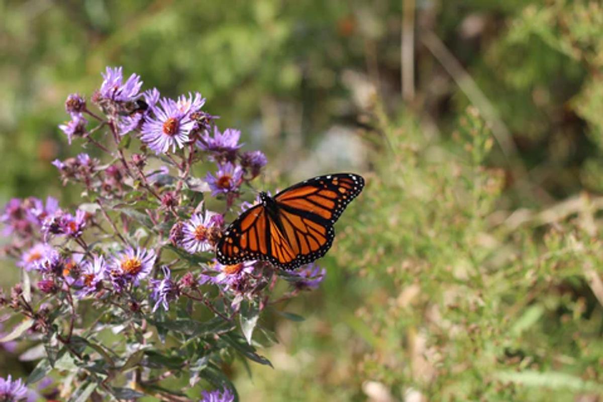 Monarch butterfly on purple New England Aster flowers