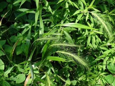 Close-up of Silky Wild Rye