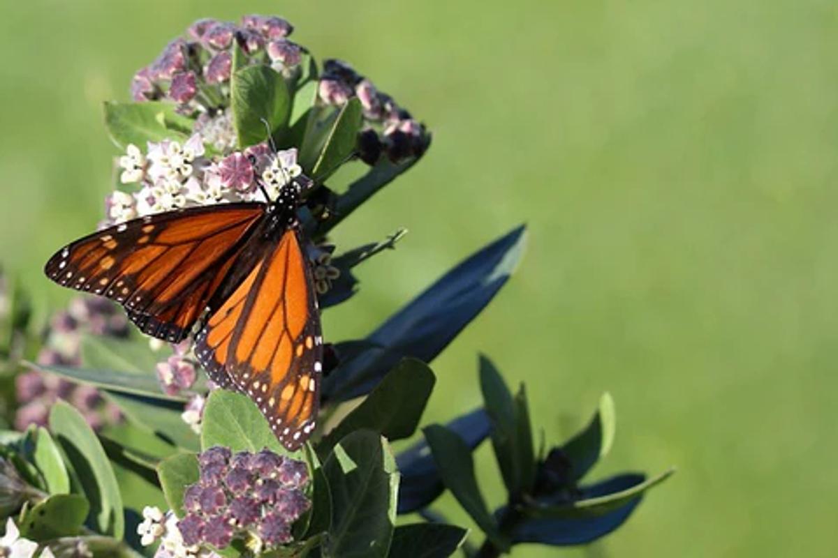 Monarch Butterfly, single, feeding on plant