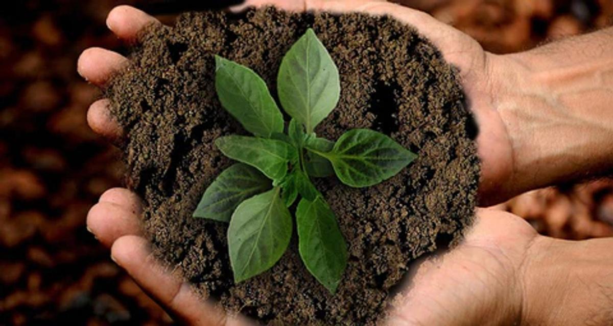 hands holding soil with a sprouting plant