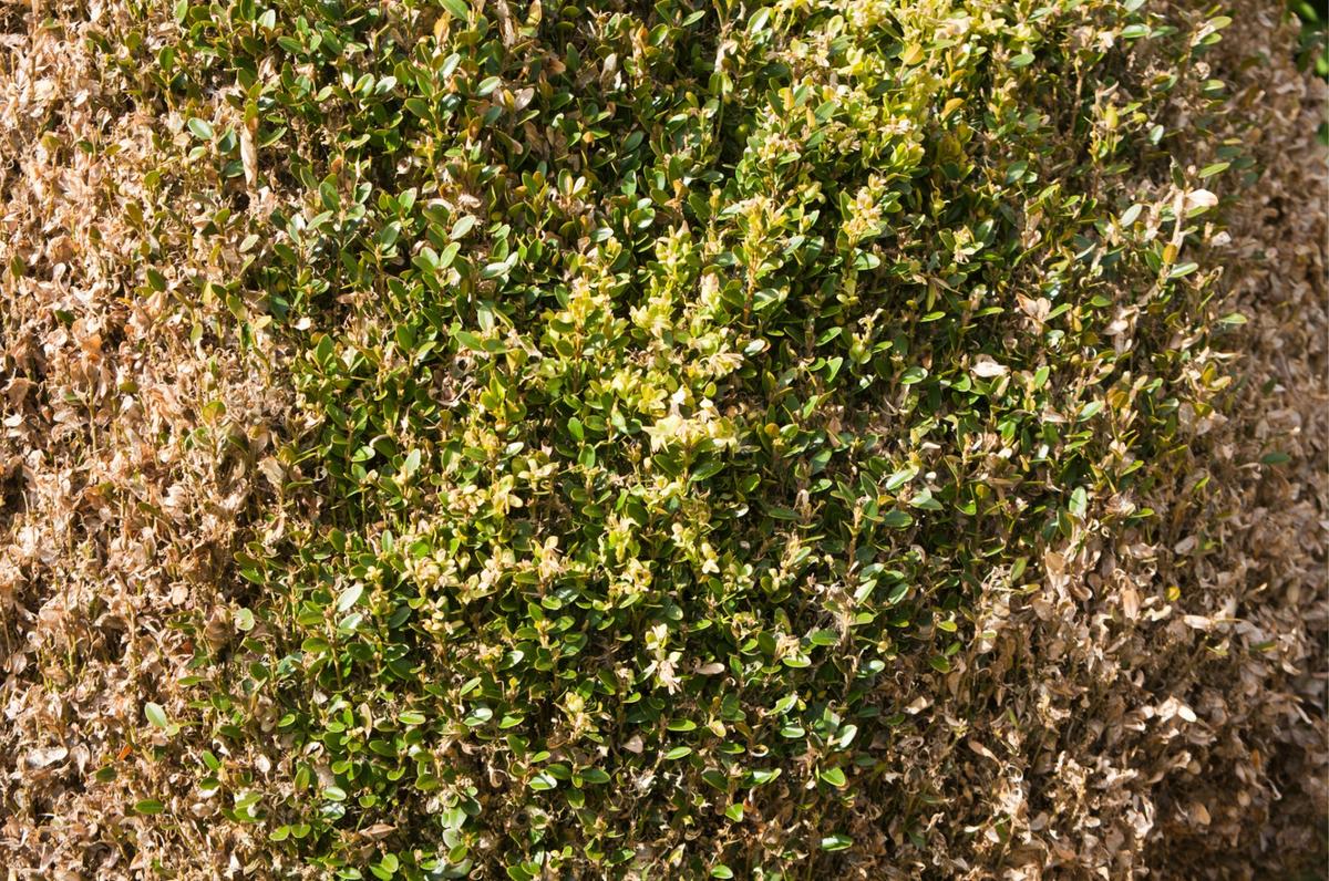 Boxwood blight