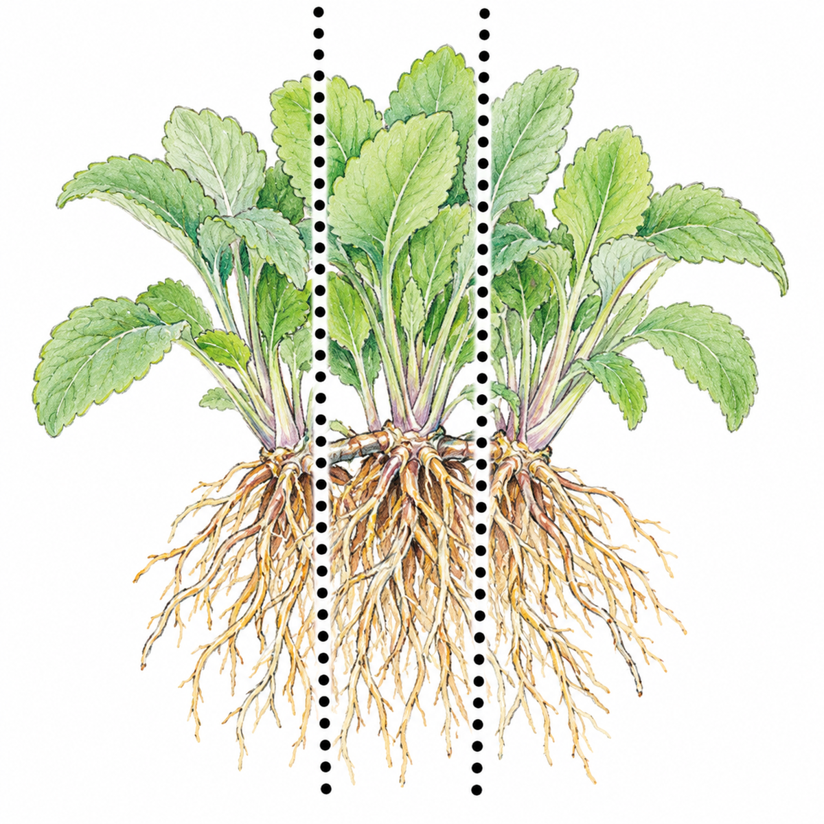 Visual guide on hummingbird sage propagation