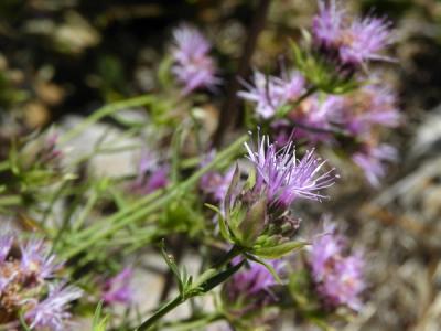 Close-up of Willowy Mint
