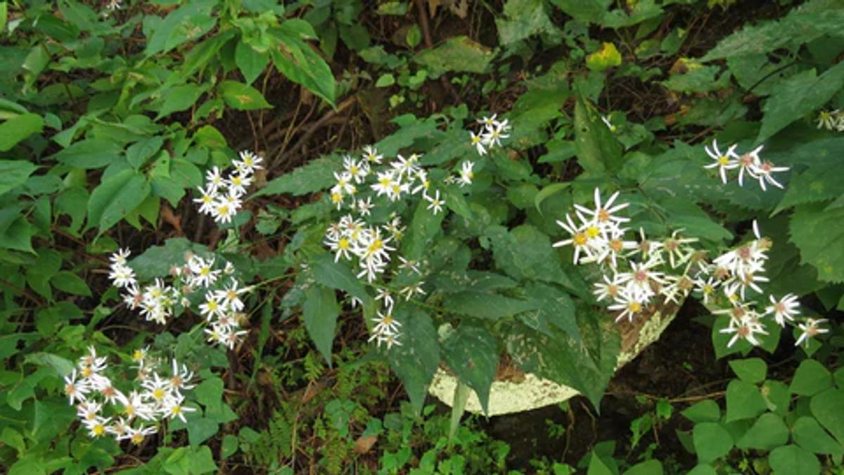 small white wood aster flowers