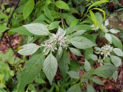 Close-up of Southern Mountainmint