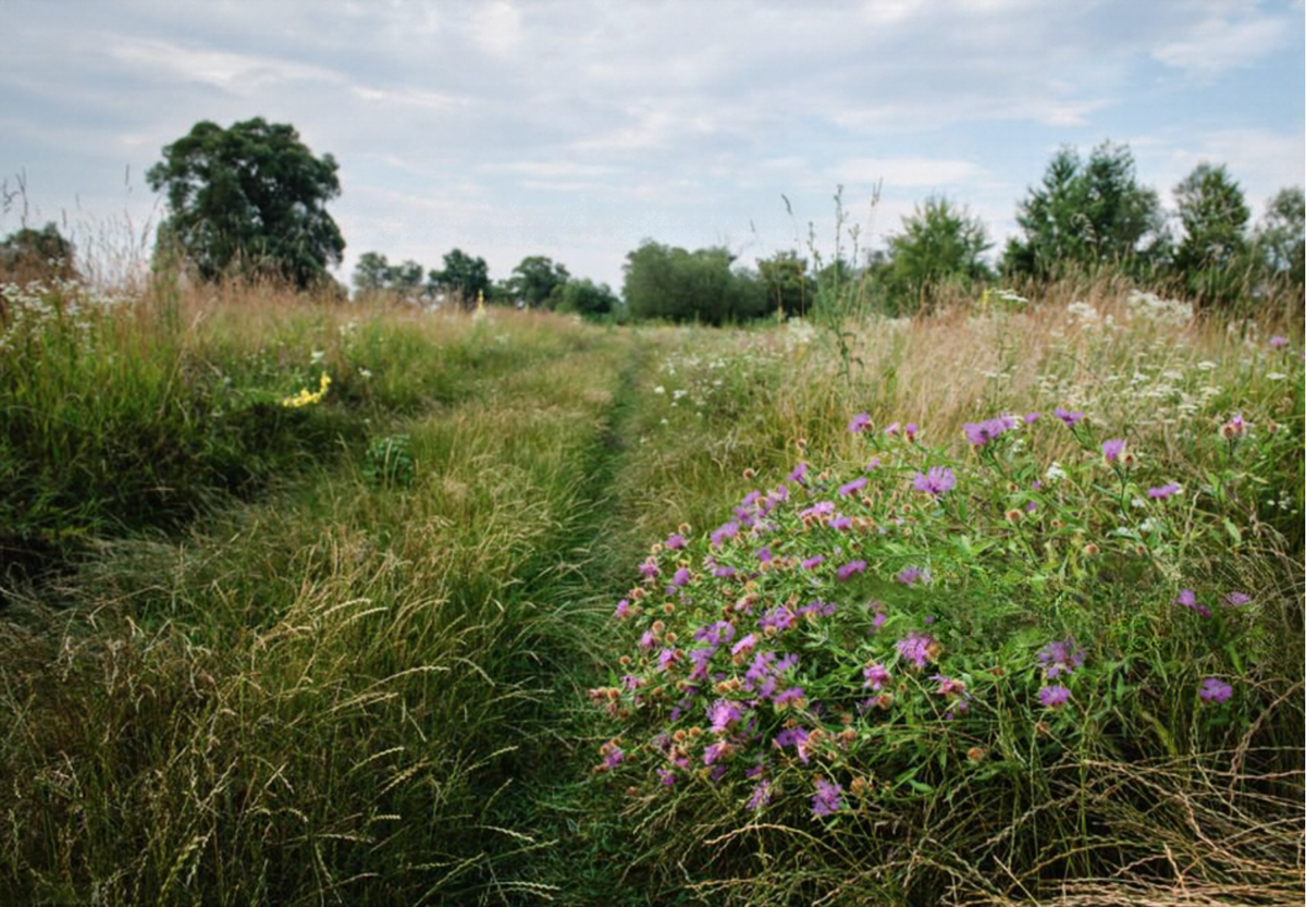 Texas native perennials and grasses arranged in a full sun pollinator garden.