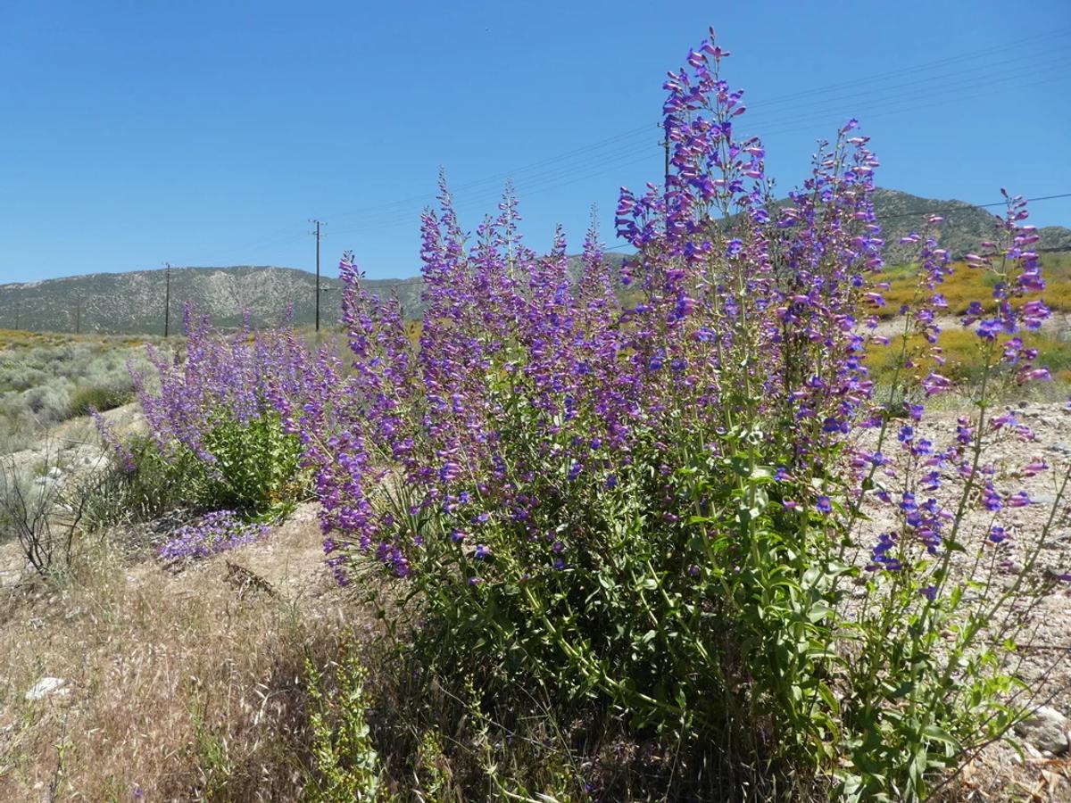 iolet blue flower spikes of showy penstemon