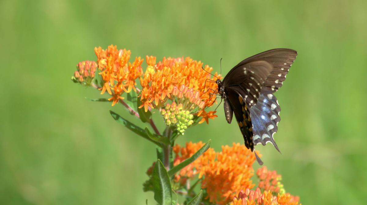 butterfly on a butterfly milkweed
