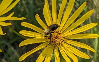 Bee pollinating flower