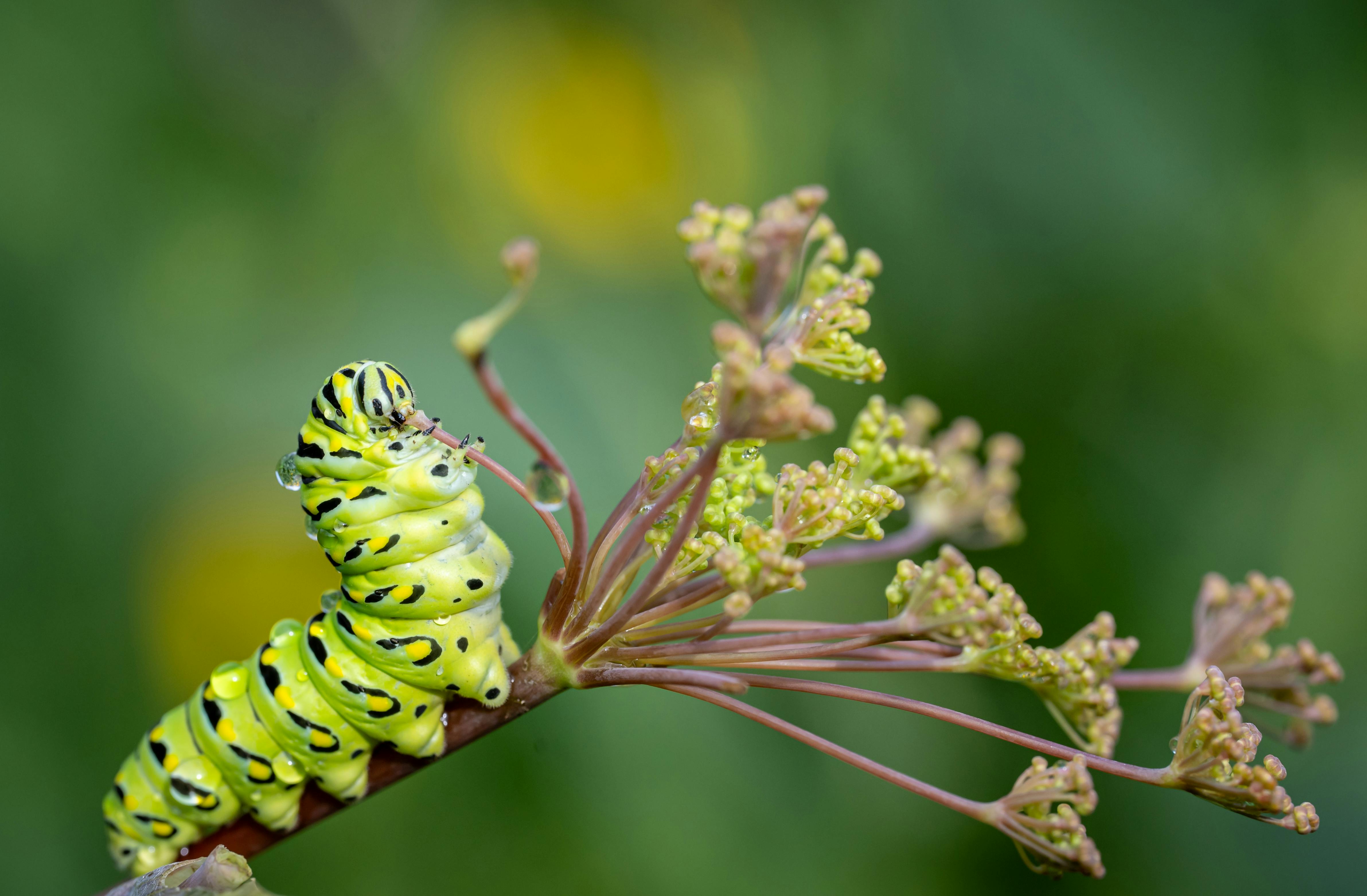 a swallowtail caterpillar eating part of a plant