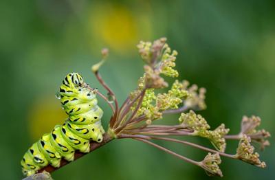a swallowtail caterpillar eating part of a plant