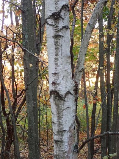 Close-up of Gray Birch