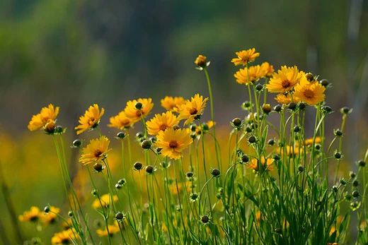 Wildflowers shops