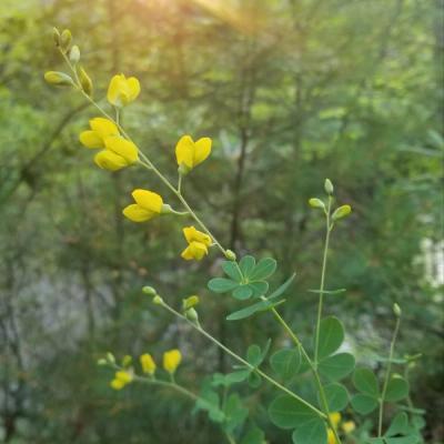 Close-up of Small Yellow Wild Indigo