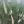 Close-up of June Grass