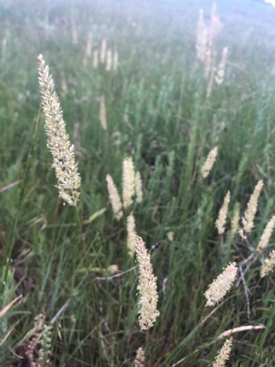 Close-up of June Grass