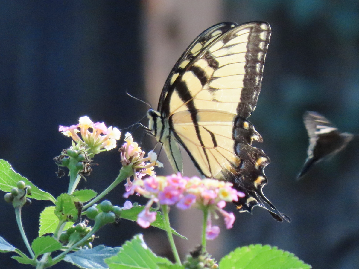eastern tiger snowtail butterfly feeding on plant nectar