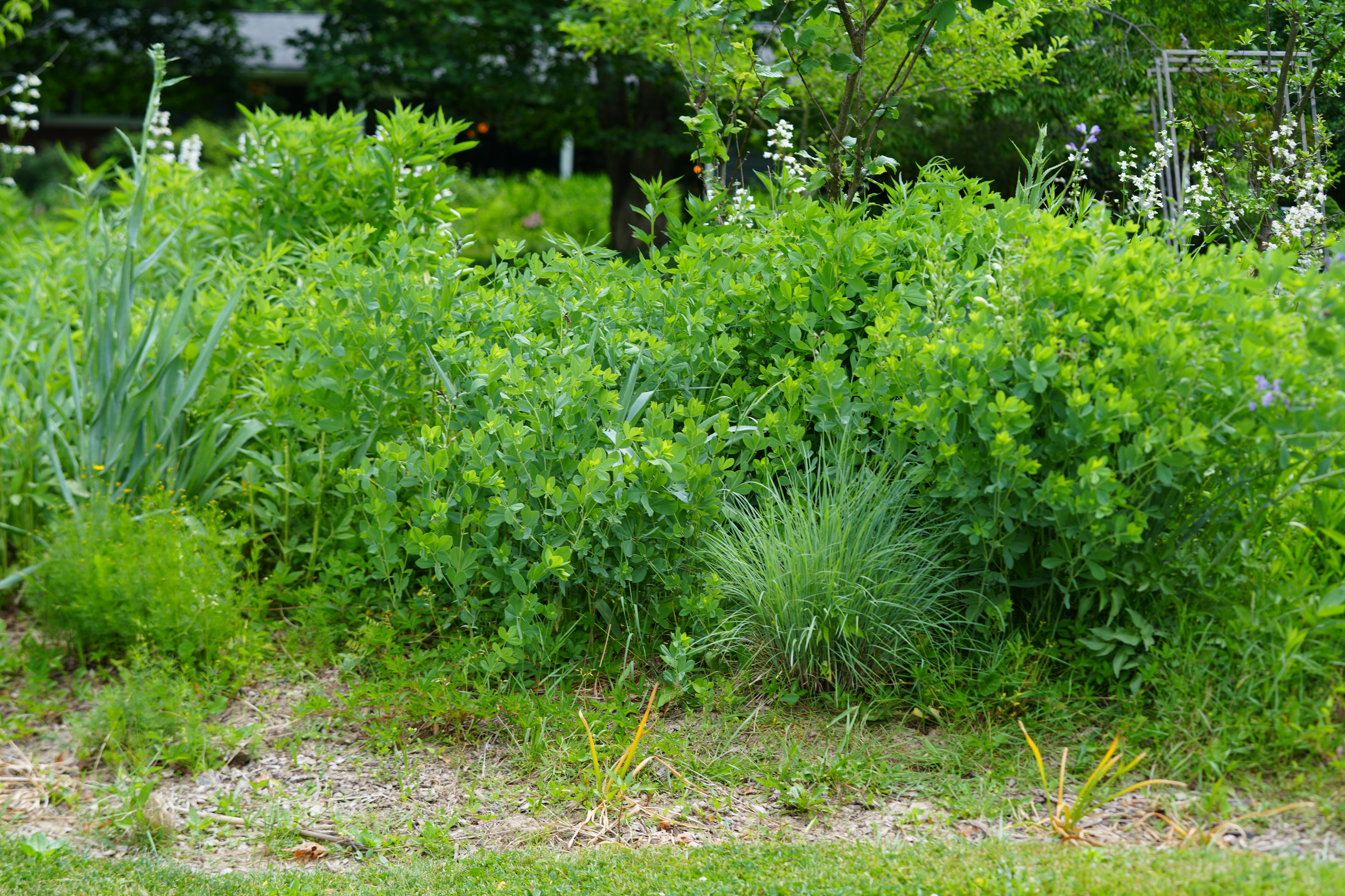 A front yard full of bright, various native plants.