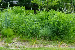 A front yard full of bright, various native plants.
