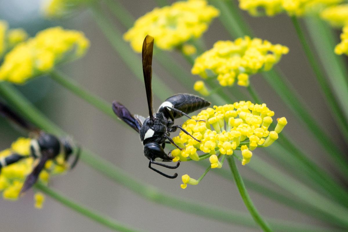 a mason wasp feeding on a yellow flower