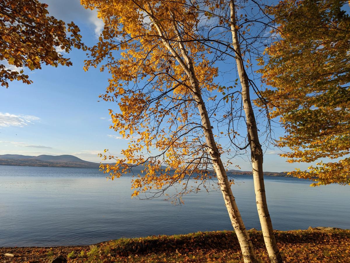 Why Fall is the Best Time to Plant Native | My Home Park