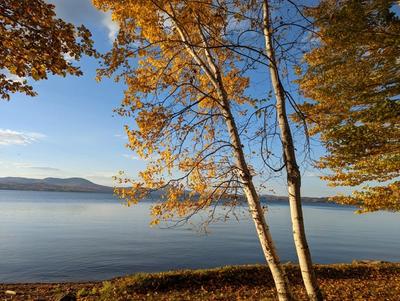 birch trees in mid-autumn by a large lake with mountains in the distance