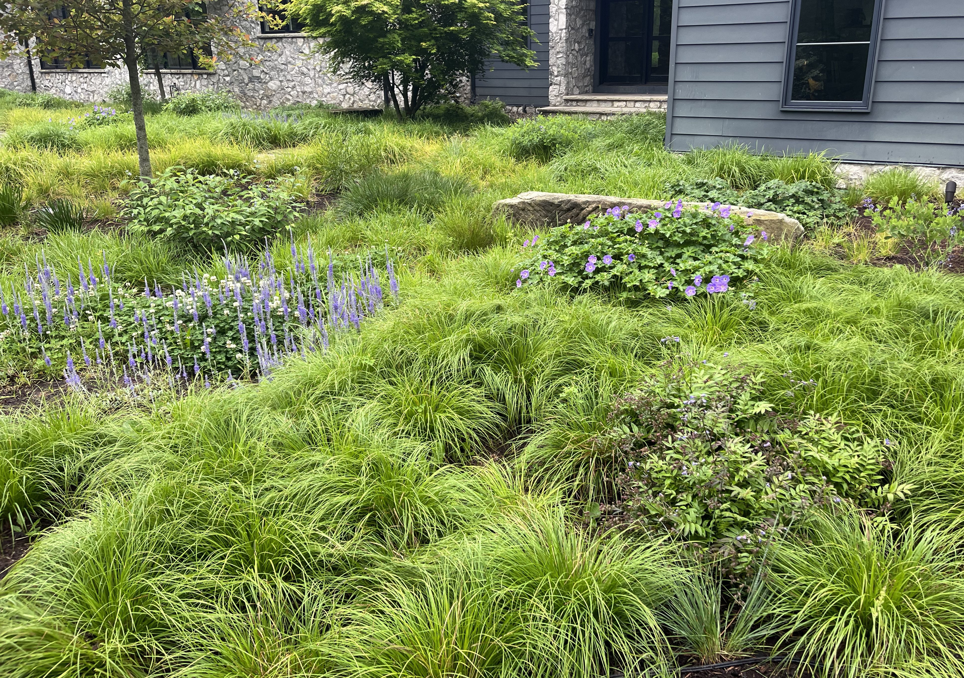 David's garden of native plants, including flowers and grasses.
