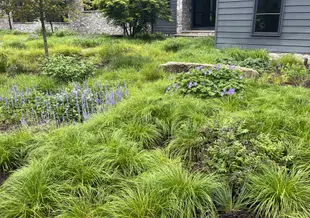 David's garden of native plants, including flowers and grasses.