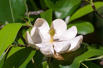 Close-up of Sweetbay Magnolia