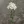 Close-up of Common Yarrow