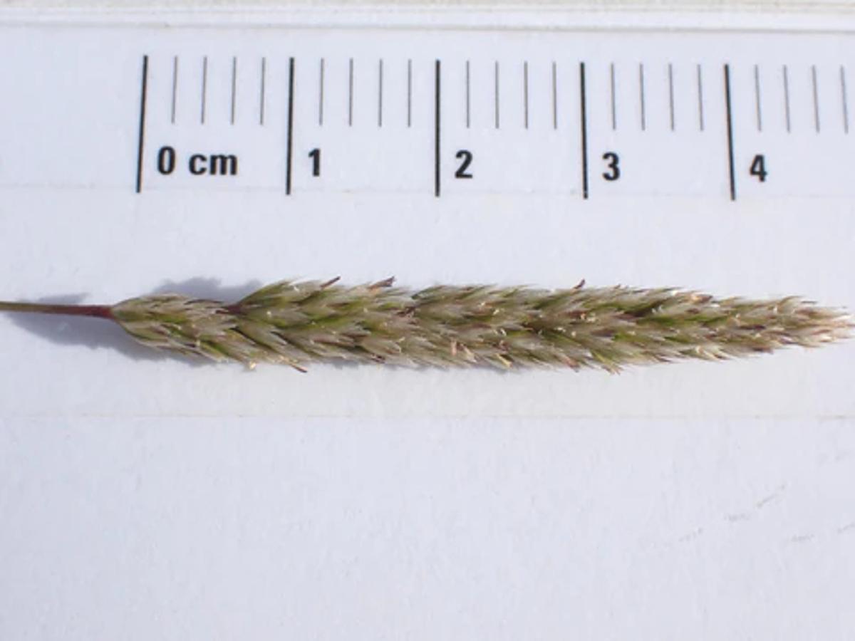 june grass seed head
