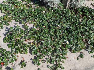 spreading patch of beach strawberry in sand with some blooms and berries