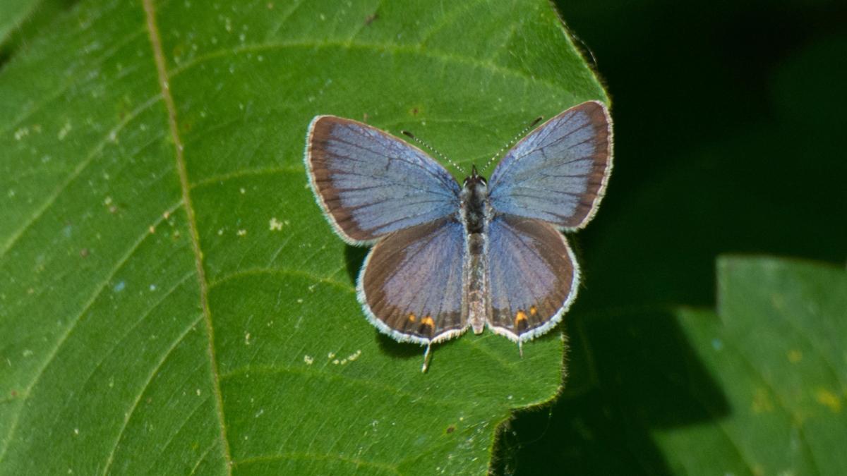 Eastern Tailed Blue Butterfly