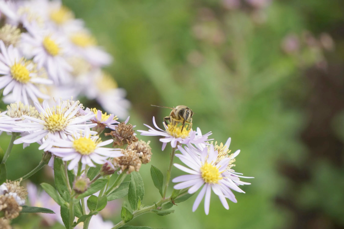 Bee on Purple Aster Flowers in Bloom