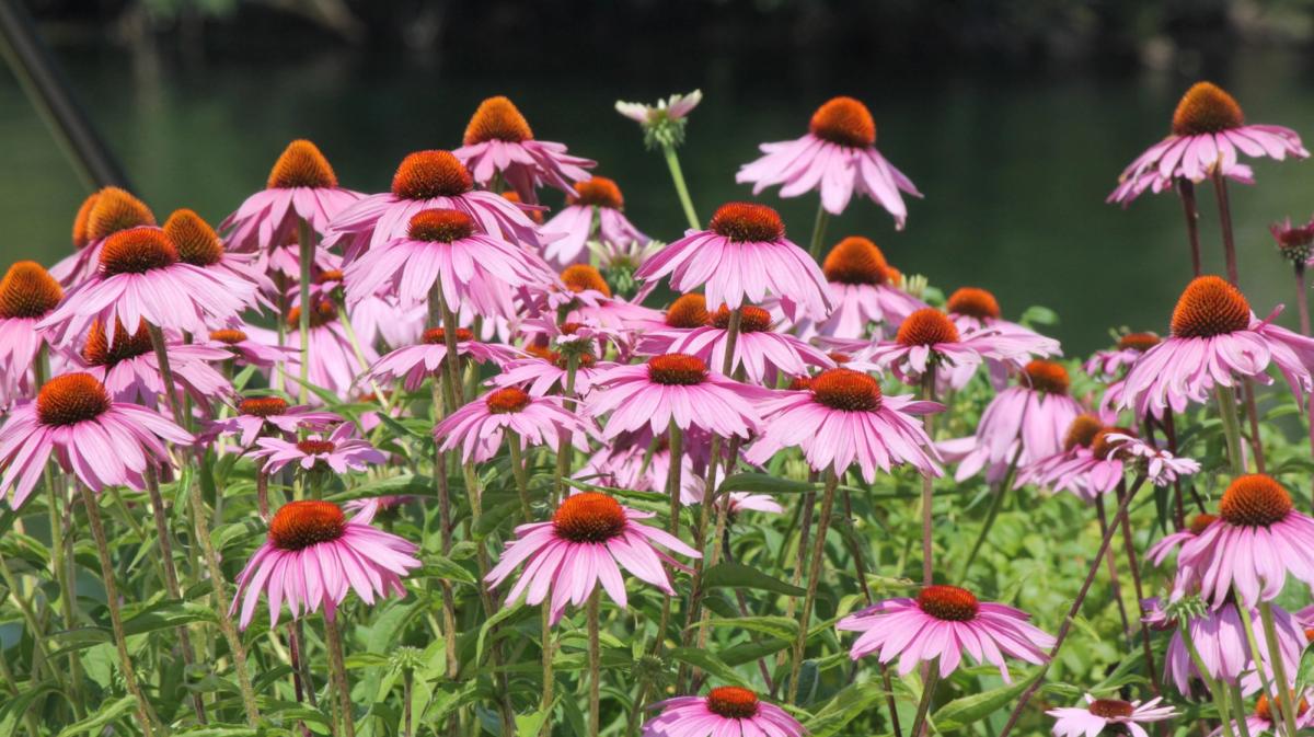 purple coneflower