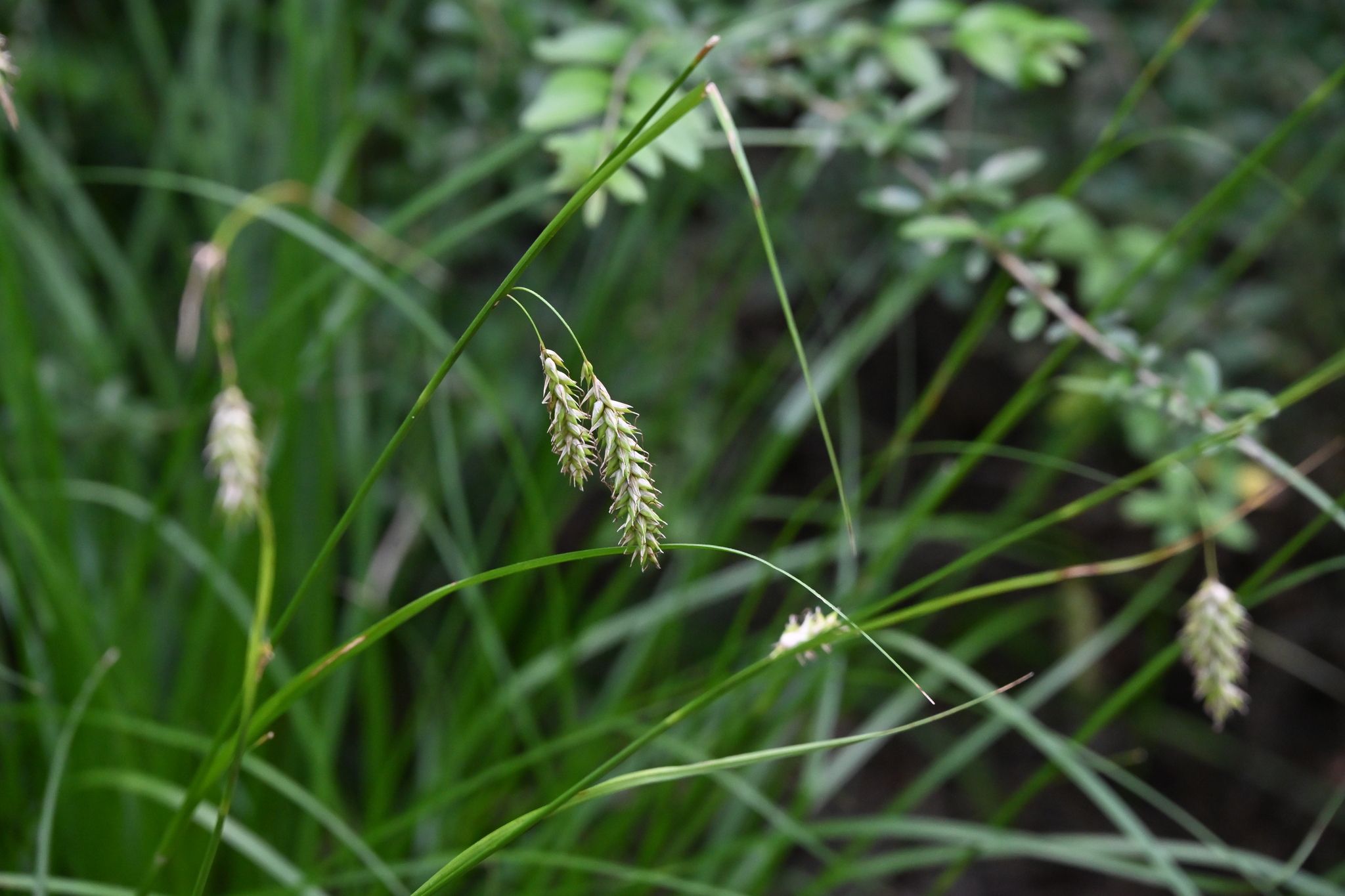 Close-up of Cherokee Sedge