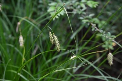 Close-up of Cherokee Sedge
