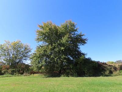 Close-up of Silver Maple