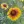 Close-up of Great Blanketflower
