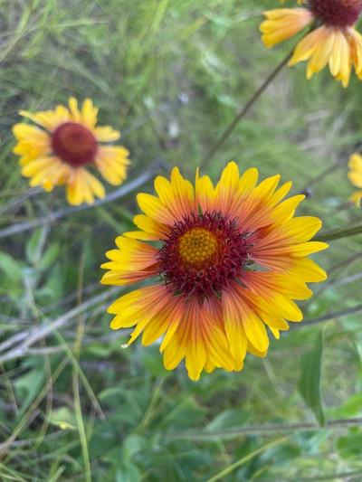 Close-up of Great Blanketflower