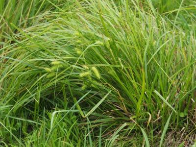 Close-up of Shallow Sedge