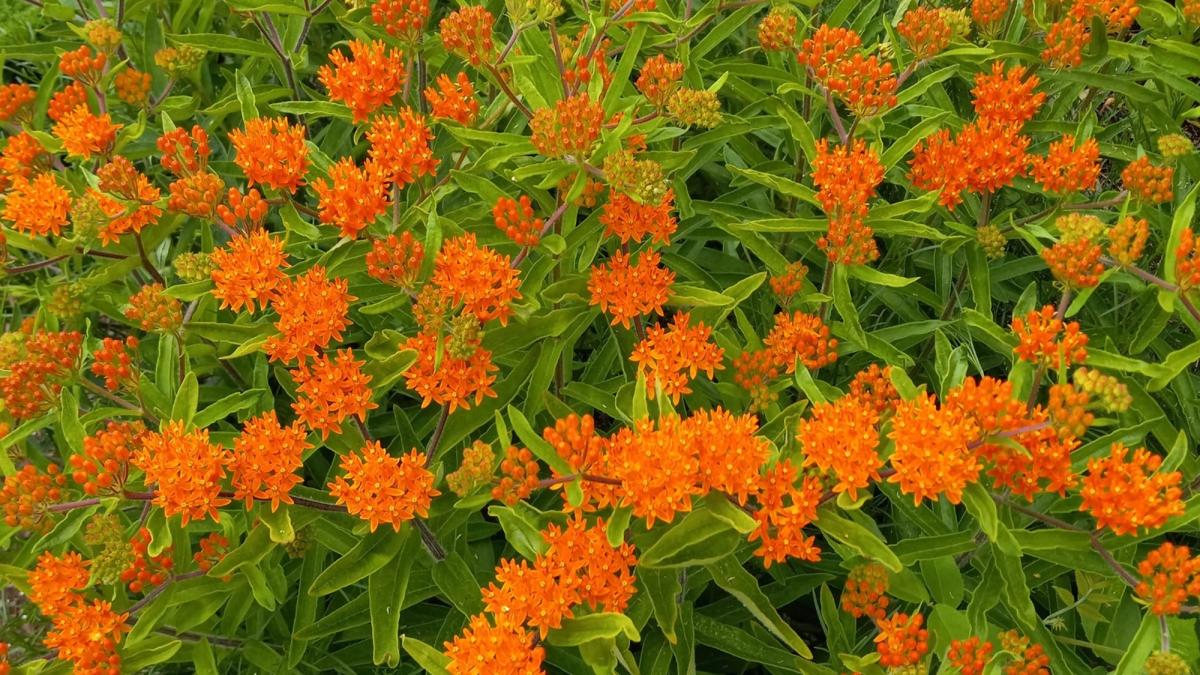 butterfly milkweed