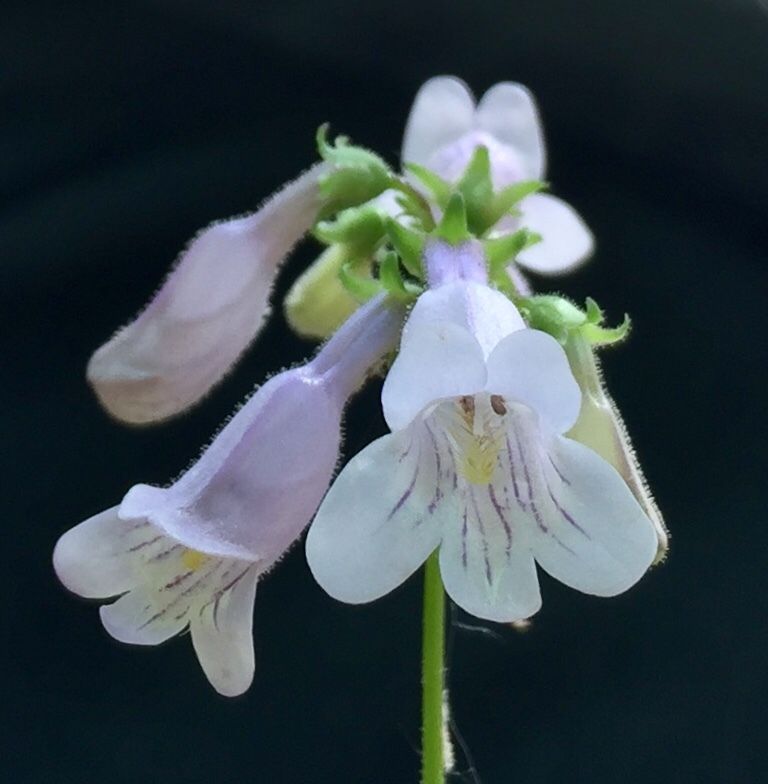 Close-up of Eastern Smooth Beardtongue