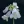 Close-up of Eastern Smooth Beardtongue
