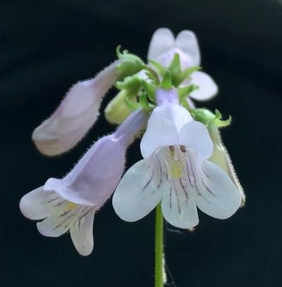 Close-up of Eastern Smooth Beardtongue