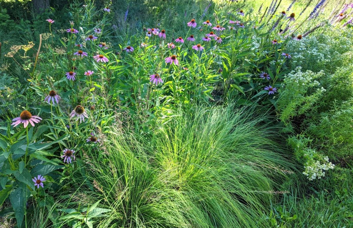 Native Flowers and Native Grasses