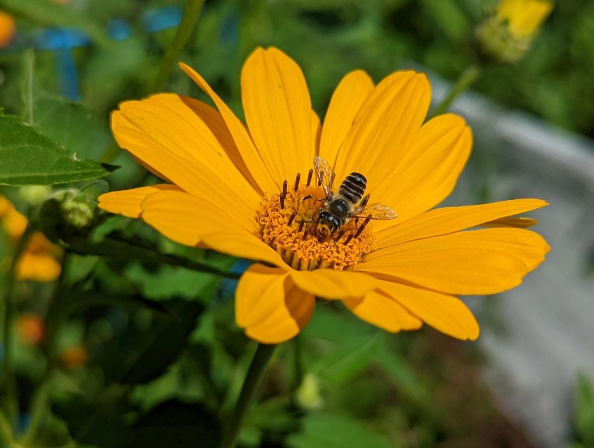 a leaf-cutter bee on a yellow coreopsis in full sun