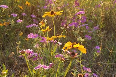 Black eyed susans and garden phlox