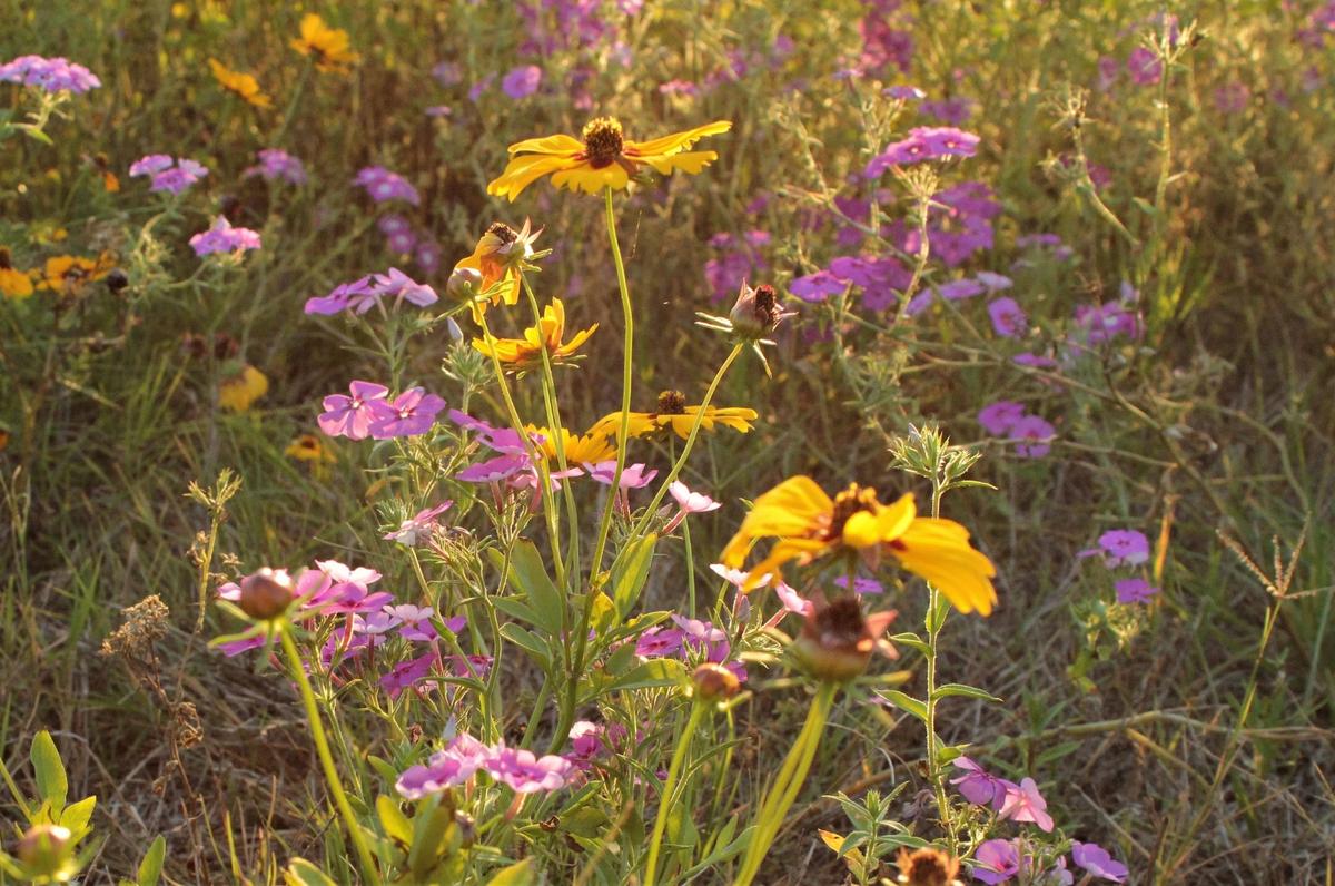 Field of Black Eyed Susans and Phlox