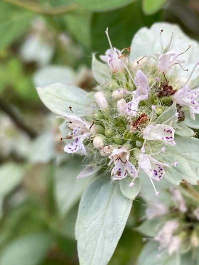 Close-up of Clustered Mountain Mint